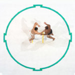 Sumo Ring