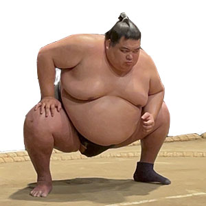 sumo models